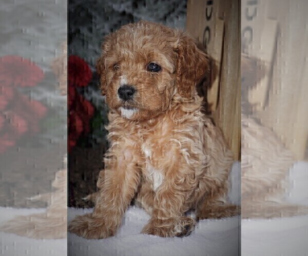 Medium Photo #5 Cavapoo Puppy For Sale in LUBLIN, WI, USA
