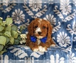 Small Photo #6 Cavapoo Puppy For Sale in OXFORD, PA, USA