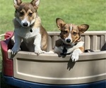 Small Photo #1 Pembroke Welsh Corgi Puppy For Sale in CARTHAGE, NY, USA