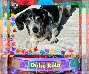 Dachshund Dogs for adoption in San Antonio, TX, USA