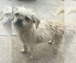 Laila - Female Shih Tzu-Unknown Mix Dog for Adoption - Small photo