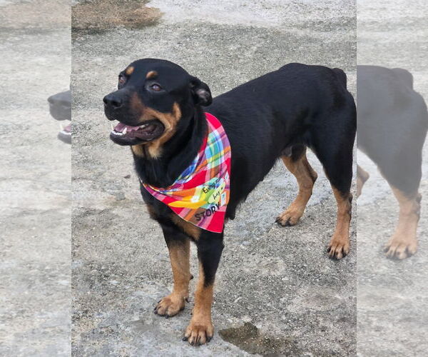 Medium Photo #2 Rottweiler Puppy For Sale in Hillsboro, NH, USA