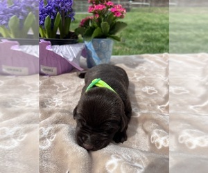 Labrador Retriever Puppy for sale in NEOLA, WV, USA