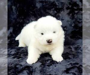 Samoyed Puppy for sale in WITHEE, WI, USA