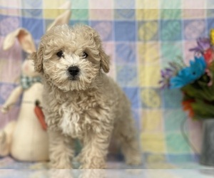 Poodle (Toy) Puppy for sale in LANCASTER, PA, USA