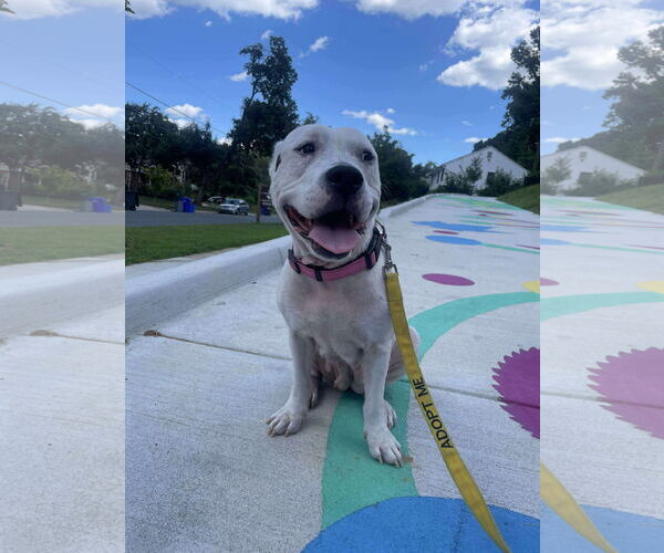 Medium Photo #23 American Pit Bull Terrier-Unknown Mix Puppy For Sale in Derwood, MD, USA