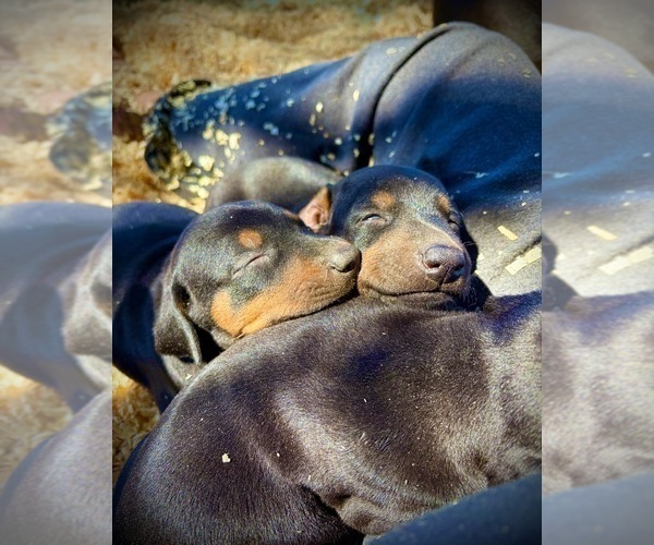 Medium Photo #17 Doberman Pinscher Puppy For Sale in HAMMOND RANCH, CA, USA