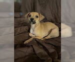 Small #1 Chihuahua Mix