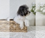 Small #6 Cavapoo