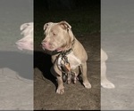 Small Photo #1 American Bulldog Puppy For Sale in MACON, GA, USA