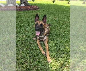 Mutt Dogs for adoption in Stevens Point, WI, USA