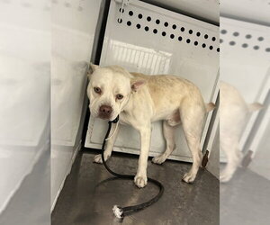 Mutt Dogs for adoption in Martinez, CA, USA