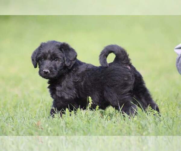 Medium Photo #5 Labradoodle Puppy For Sale in MICANOPY, FL, USA