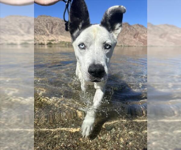 Medium Photo #1 Siberian Husky-Unknown Mix Puppy For Sale in Las Vegas, NV, USA