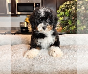 Bernedoodle (Miniature) Puppy for sale in GREENWOOD, IN, USA
