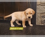 Small Photo #12 Labrador Retriever Puppy For Sale in EDGEWOOD, TX, USA