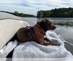 Small #12 American Staffordshire Terrier-Labrador Retriever Mix
