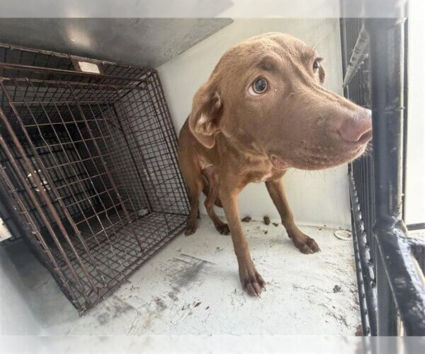 Medium Photo #1 Labrador Retriever Puppy For Sale in Houston, TX, USA