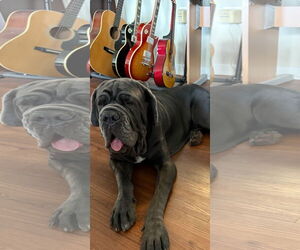 Amara - Female Neapolitan Mastiff Dog for Adoption - Photo #5