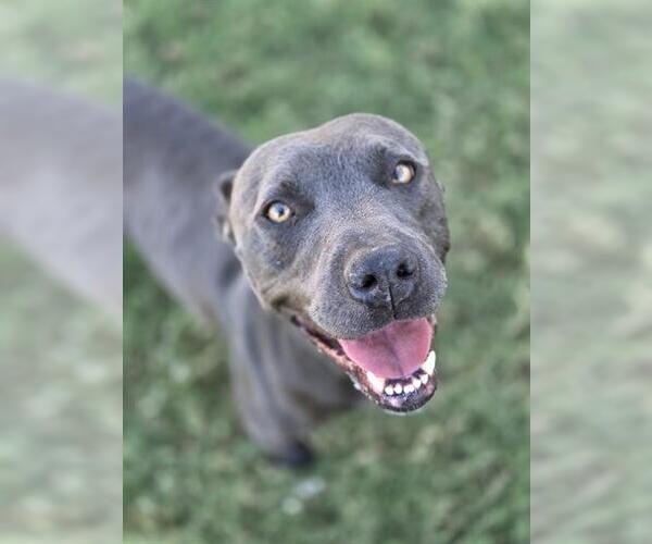 Medium Photo #1 Mutt Puppy For Sale in Temple, TX, USA