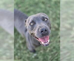 Mutt Dogs for adoption in Temple, TX, USA