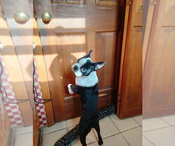 Medium Photo #1 Boston Terrier Puppy For Sale in BRIDGEWATER, NJ, USA