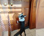 Small Photo #1 Boston Terrier Puppy For Sale in BRIDGEWATER, NJ, USA
