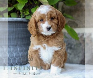 Cavapoo Puppy for sale in EAST EARL, PA, USA