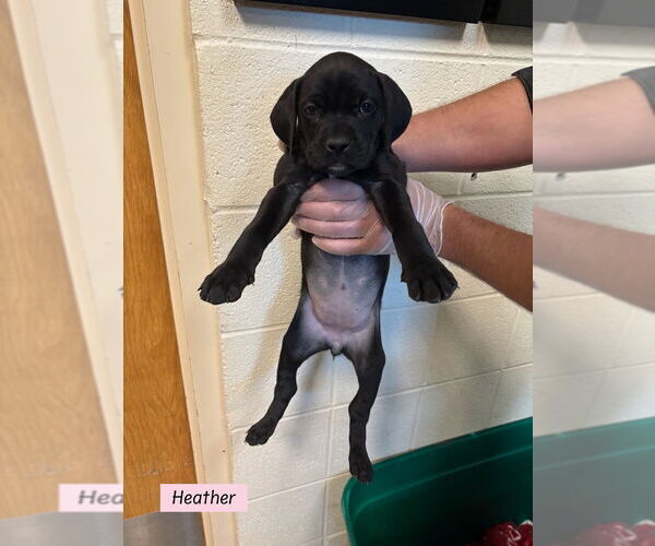 Medium Photo #1 Boweimar Puppy For Sale in Brewster, NY, USA