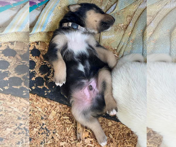 Medium Photo #4 Gerberian Shepsky Puppy For Sale in Corona, CA, USA