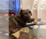 Small #16 Labrador Retriever Mix
