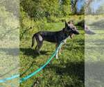 Small Photo #4 German Shorthaired Pointer Puppy For Sale in Mechanicsburg, PA, USA