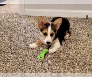 Pembroke Welsh Corgi Puppy for sale in MURFREESBORO, TN, USA