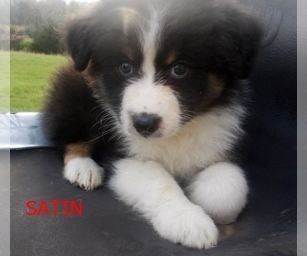 Medium Photo #2 Australian Shepherd Puppy For Sale in GLADE HILL, VA, USA