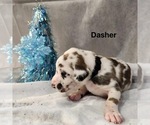 Small #4 Great Dane