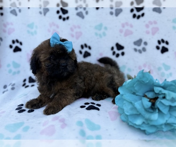 Medium Photo #4 Shih-Poo Puppy For Sale in LAKELAND, FL, USA