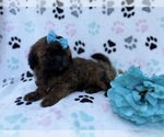 Small #3 Shih-Poo