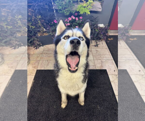 Medium Photo #2 Siberian Husky Puppy For Sale in Leavenworth, KS, USA