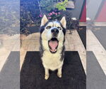 Small #1 Siberian Husky