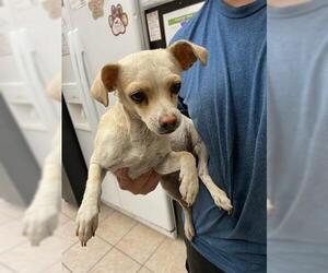 Chihuahua Dogs for adoption in Hanford, CA, USA