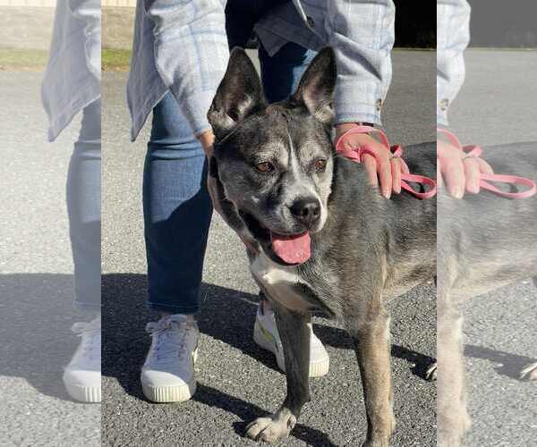 Medium Photo #1 Mutt Puppy For Sale in Low Moor, VA, USA