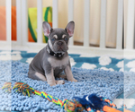 Small Photo #7 French Bulldog Puppy For Sale in GREENPORT, NY, USA