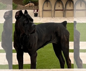 Mother of the Cane Corso puppies born on 02/09/2024