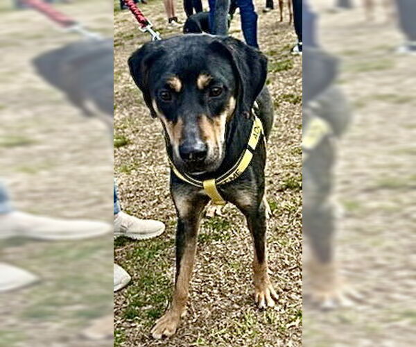 Medium Photo #6 Labrottie Puppy For Sale in Munford, TN, USA