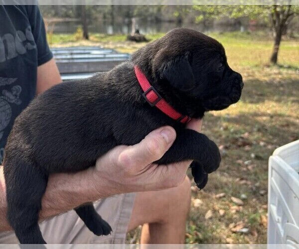 Medium Photo #33 Rotticorso Puppy For Sale in REEVESVILLE, SC, USA