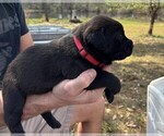 Small Photo #33 Rotticorso Puppy For Sale in REEVESVILLE, SC, USA