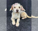 Small #1 Mutt