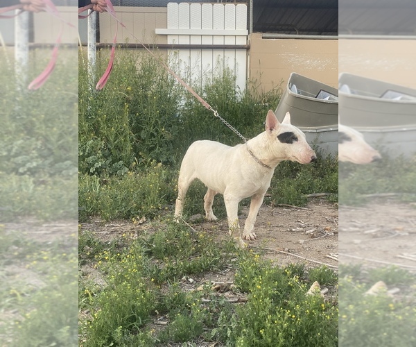Medium Photo #2 Bull Terrier Puppy For Sale in HEMET, CA, USA