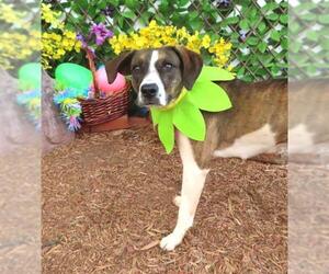 Mutt Dogs for adoption in Oklahoma City, OK, USA