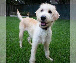 Goldie - Female Labrador Retriever-Unknown Mix Dog for Adoption - Photo #4
